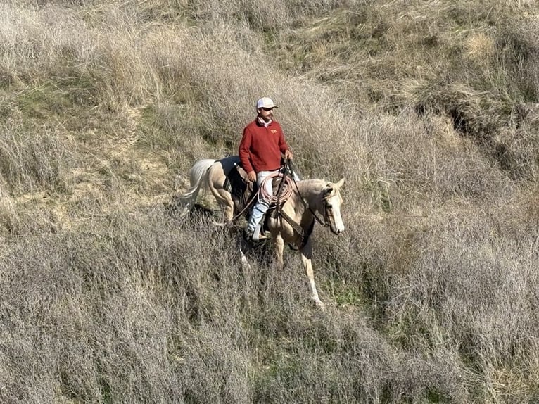 American Quarter Horse Ruin 7 Jaar Palomino in Paicines CA