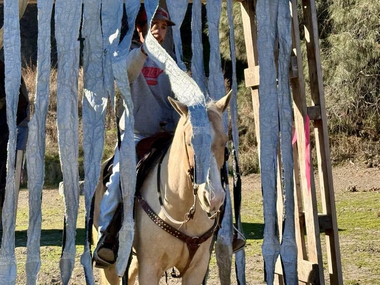 American Quarter Horse Ruin 7 Jaar Palomino in Paicines CA