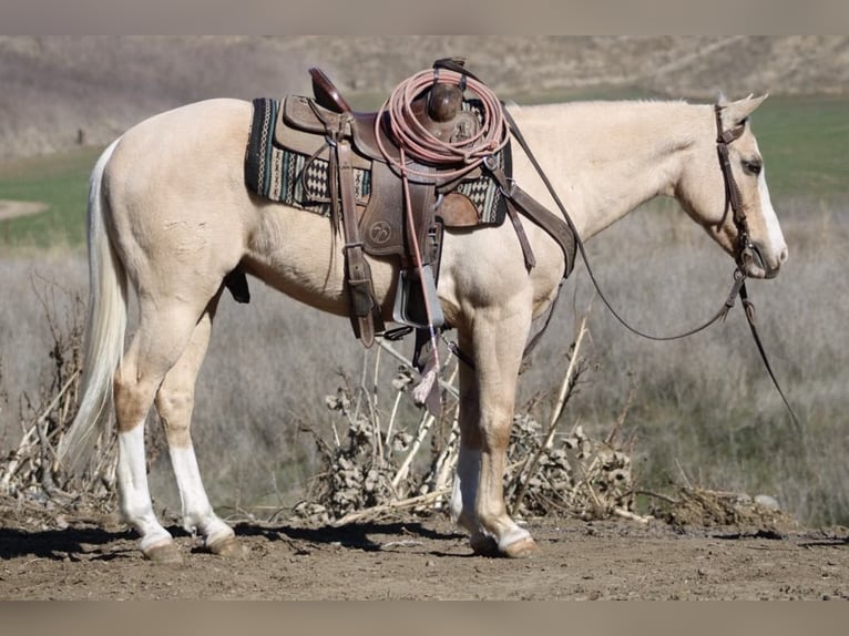 American Quarter Horse Ruin 7 Jaar Palomino in Paicines CA