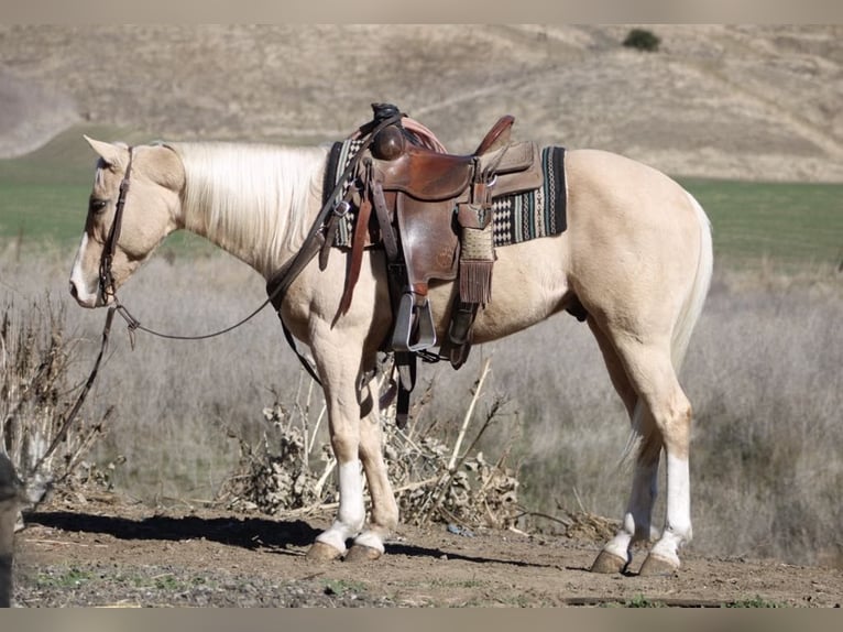 American Quarter Horse Ruin 7 Jaar Palomino in Paicines CA