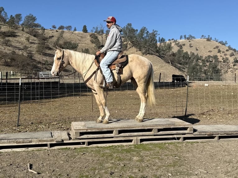 American Quarter Horse Ruin 7 Jaar Palomino in Paicines CA