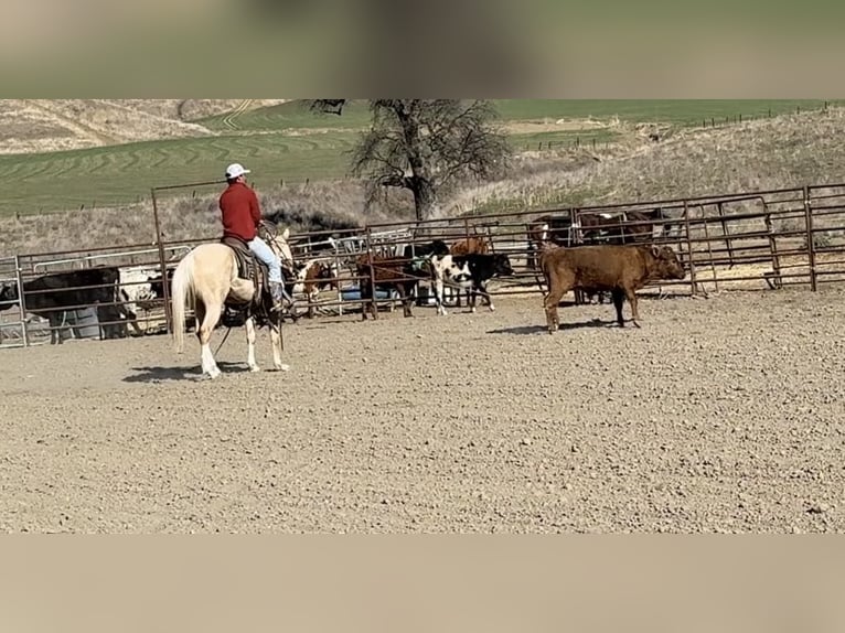 American Quarter Horse Ruin 7 Jaar Palomino in Paicines CA