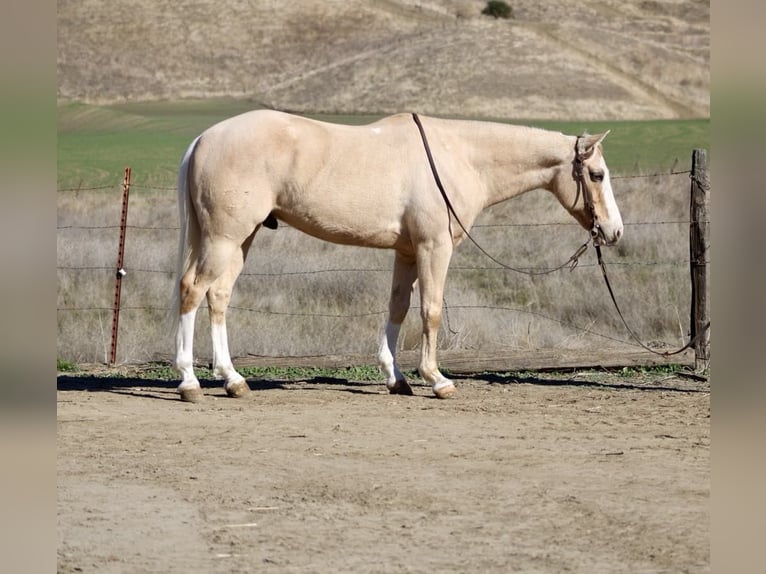 American Quarter Horse Ruin 7 Jaar Palomino in Paicines CA