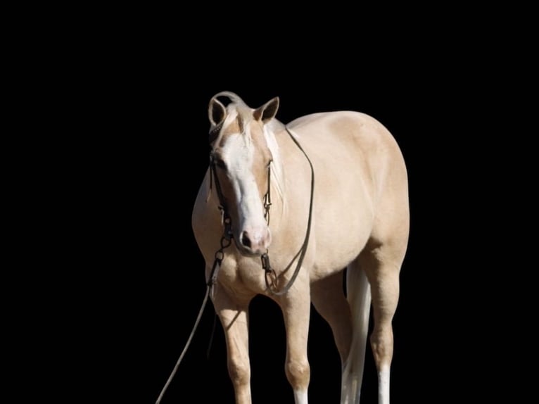 American Quarter Horse Ruin 7 Jaar Palomino in Paicines CA