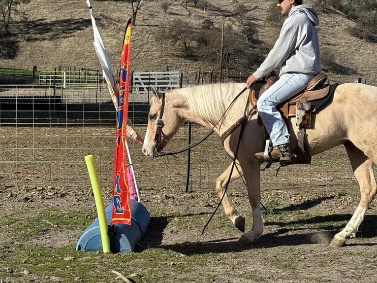 American Quarter Horse Ruin 7 Jaar Palomino in Paicines CA