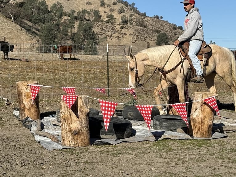 American Quarter Horse Ruin 7 Jaar Palomino in Paicines CA