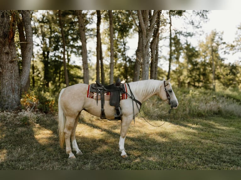 American Quarter Horse Ruin 7 Jaar Palomino in Salem IL