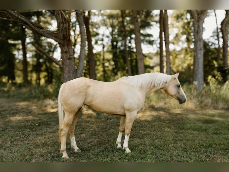 American Quarter Horse Ruin 7 Jaar Palomino in Salem IL