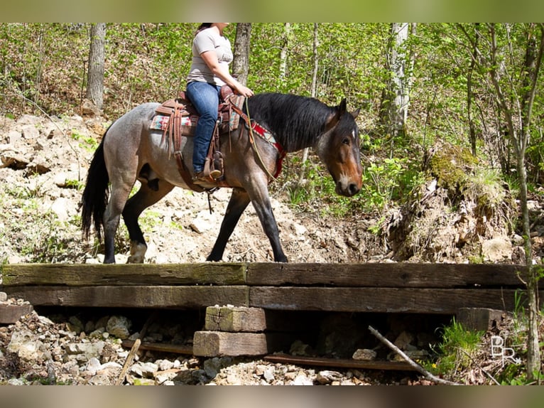 American Quarter Horse Ruin 7 Jaar Roan-Bay in Mt grove MO