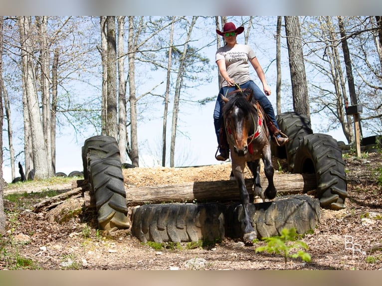 American Quarter Horse Ruin 7 Jaar Roan-Bay in Mt grove MO