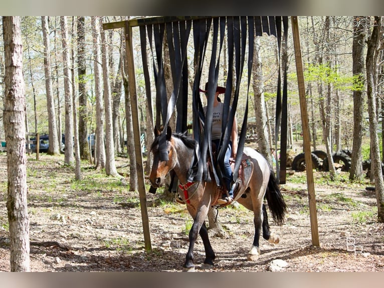 American Quarter Horse Ruin 7 Jaar Roan-Bay in Mt grove MO