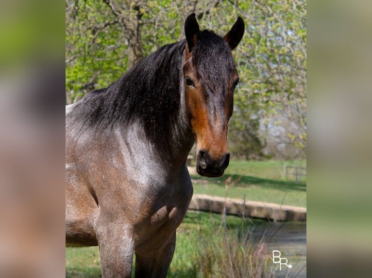 American Quarter Horse Ruin 7 Jaar Roan-Bay in Mt grove MO