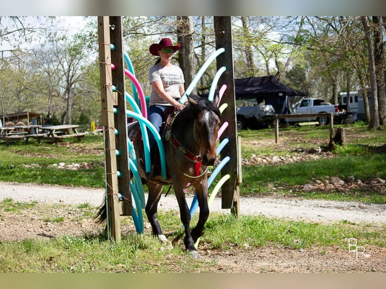 American Quarter Horse Ruin 7 Jaar Roan-Bay in Mt grove MO