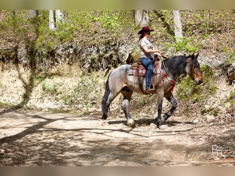 American Quarter Horse Ruin 7 Jaar Roan-Bay in Mt grove MO