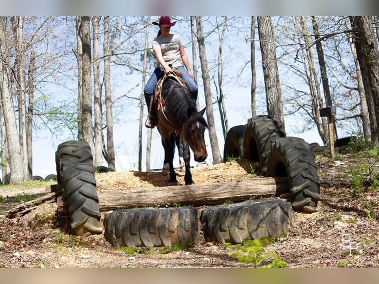 American Quarter Horse Ruin 7 Jaar Roan-Bay in Mt grove MO