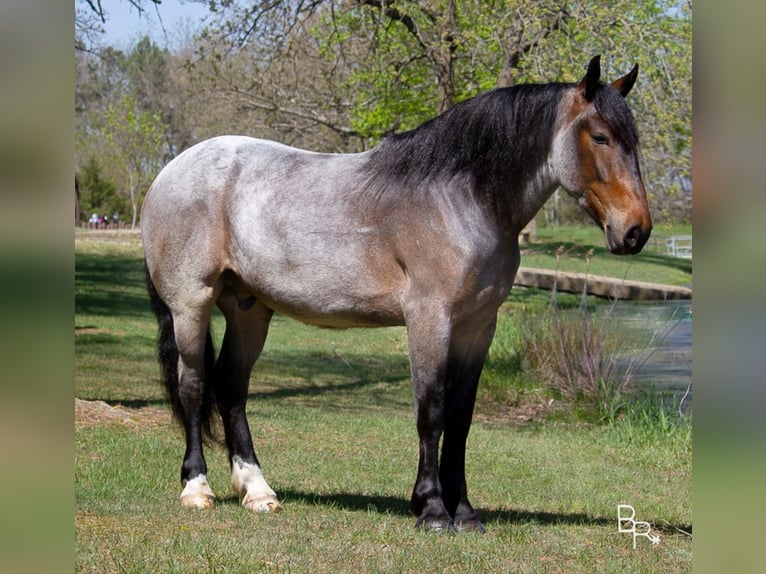 American Quarter Horse Ruin 7 Jaar Roan-Bay in Mt grove MO