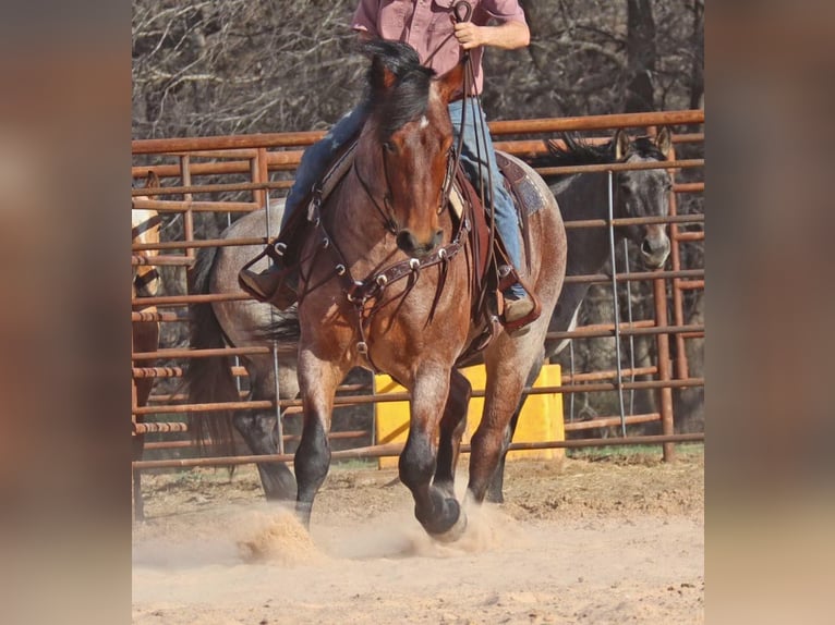 American Quarter Horse Ruin 7 Jaar Roan-Bay in Graham TX