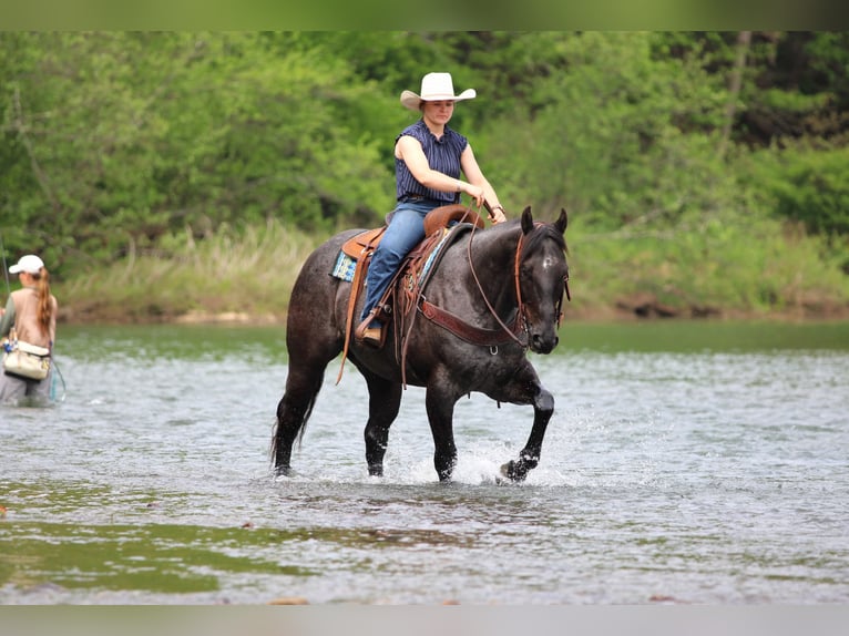 American Quarter Horse Ruin 7 Jaar Roan-Blue in Clarion