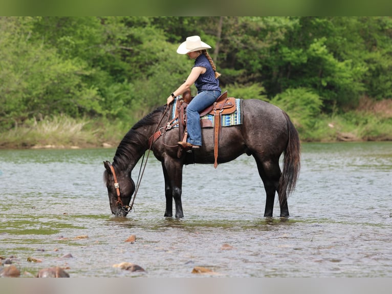 American Quarter Horse Ruin 7 Jaar Roan-Blue in Clarion