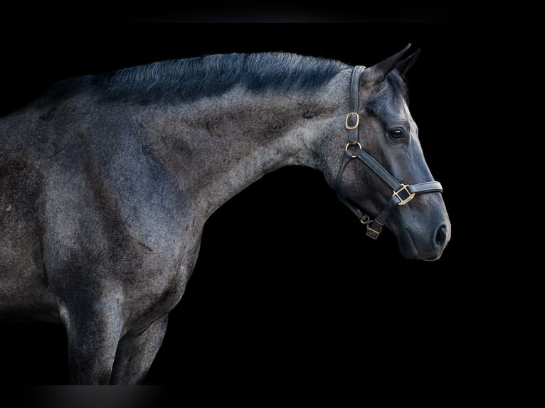 American Quarter Horse Ruin 7 Jaar Roan-Blue in Waller