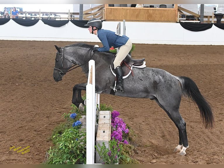 American Quarter Horse Ruin 7 Jaar Roan-Blue in Waller