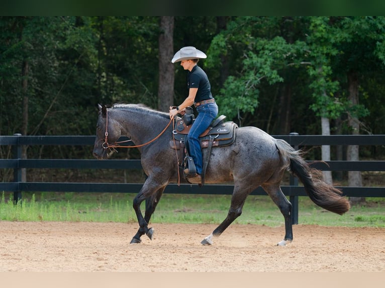 American Quarter Horse Ruin 7 Jaar Roan-Blue in Waller