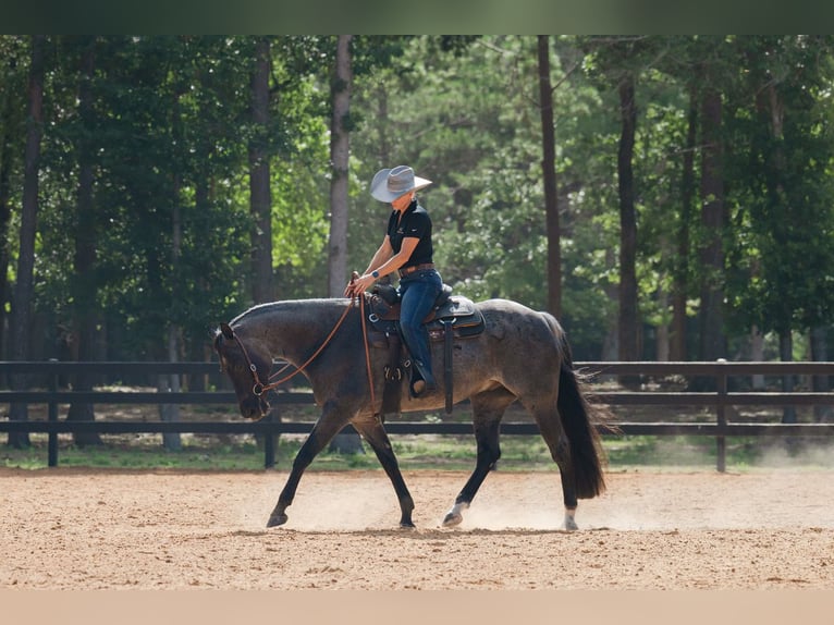American Quarter Horse Ruin 7 Jaar Roan-Blue in Waller