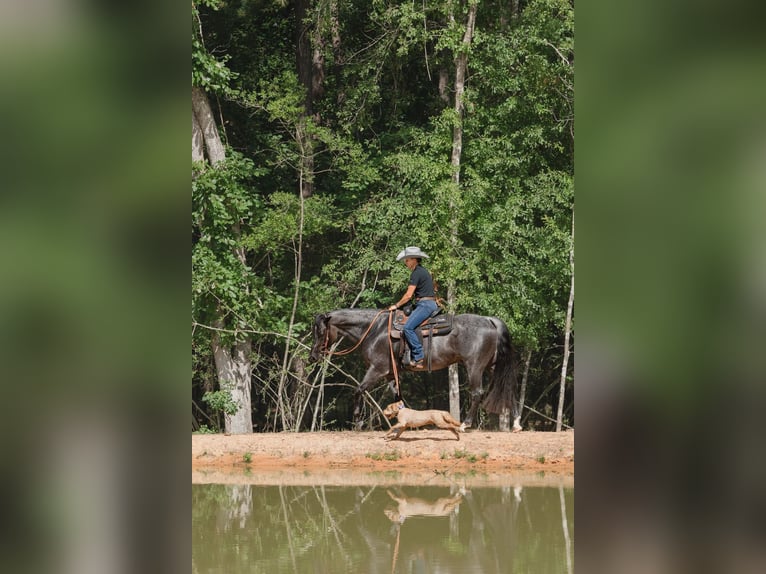American Quarter Horse Ruin 7 Jaar Roan-Blue in Waller