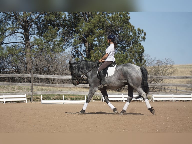 American Quarter Horse Ruin 7 Jaar Roan-Blue in Franktown CO