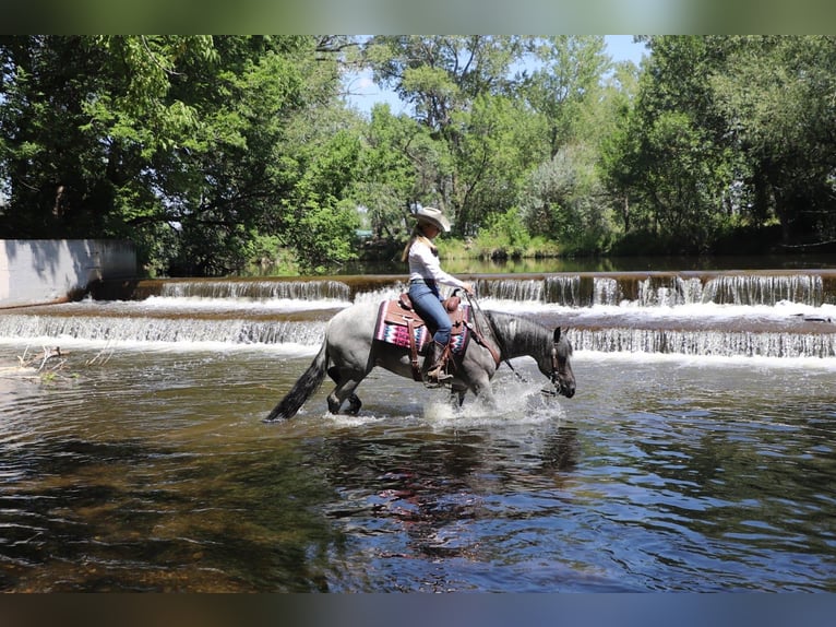 American Quarter Horse Ruin 7 Jaar Roan-Blue in Fort Collins