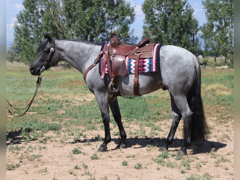 American Quarter Horse Ruin 7 Jaar Roan-Blue in Fort Collins