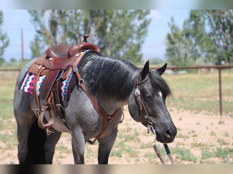 American Quarter Horse Ruin 7 Jaar Roan-Blue in Fort Collins