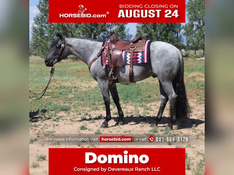 American Quarter Horse Ruin 7 Jaar Roan-Blue in Fort Collins