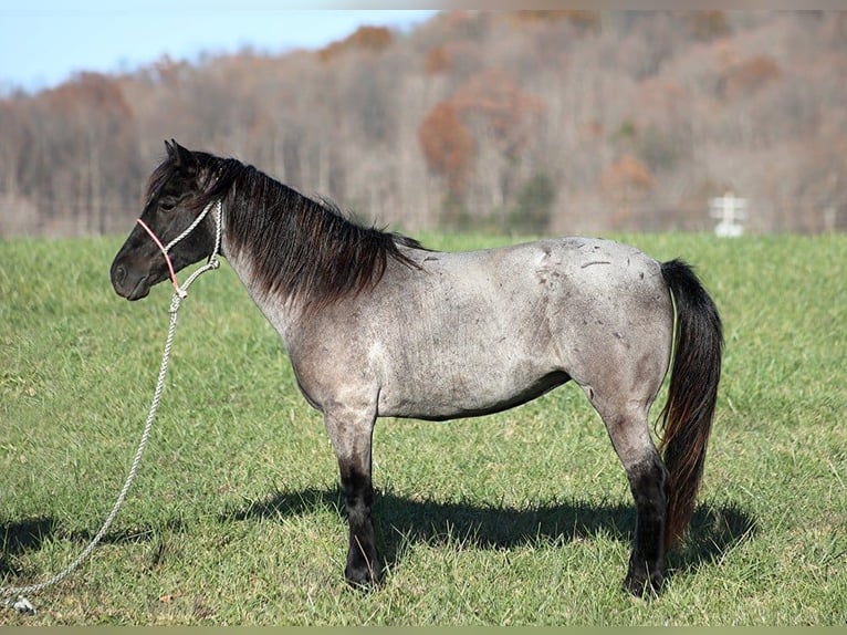 American Quarter Horse Ruin 7 Jaar Roan-Blue in Brodhead, Ky