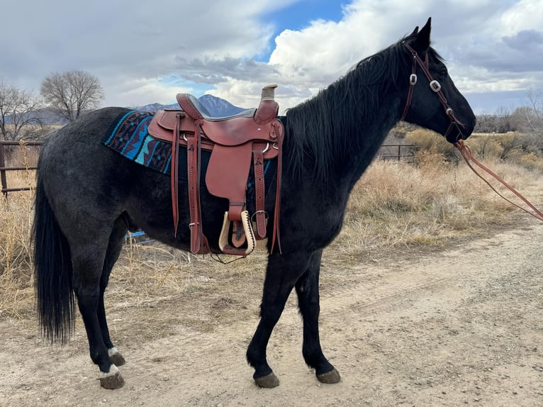 American Quarter Horse Ruin 7 Jaar Roan-Blue in Dorlores CO