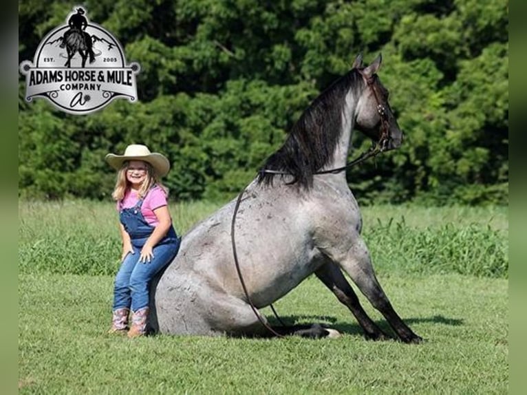 American Quarter Horse Ruin 7 Jaar Roan-Blue in Mount Vernon