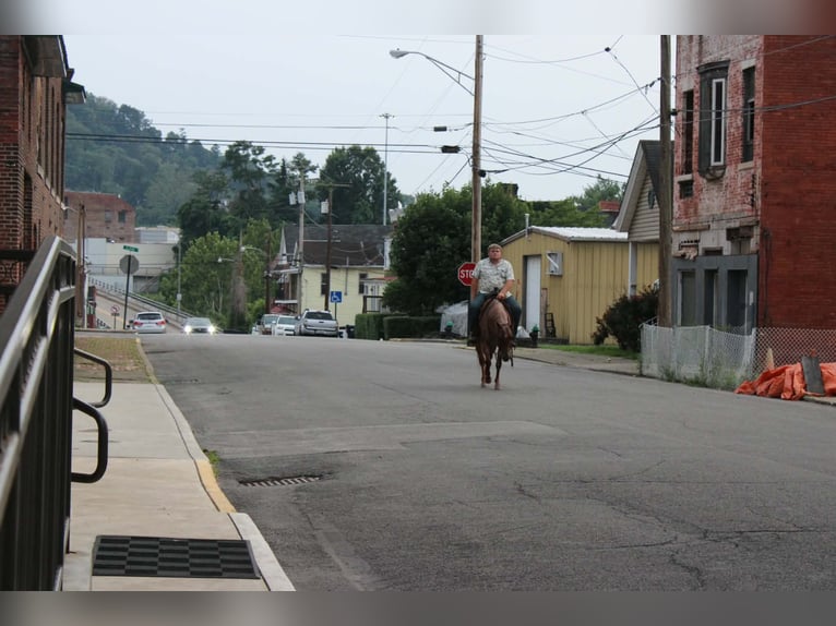 American Quarter Horse Ruin 7 Jaar Roan-Red in Salem