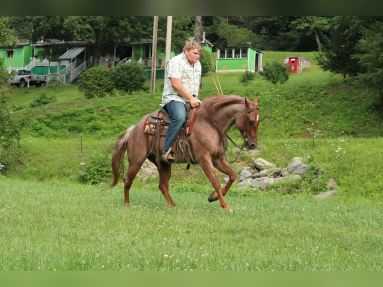 American Quarter Horse Ruin 7 Jaar Roan-Red in Salem