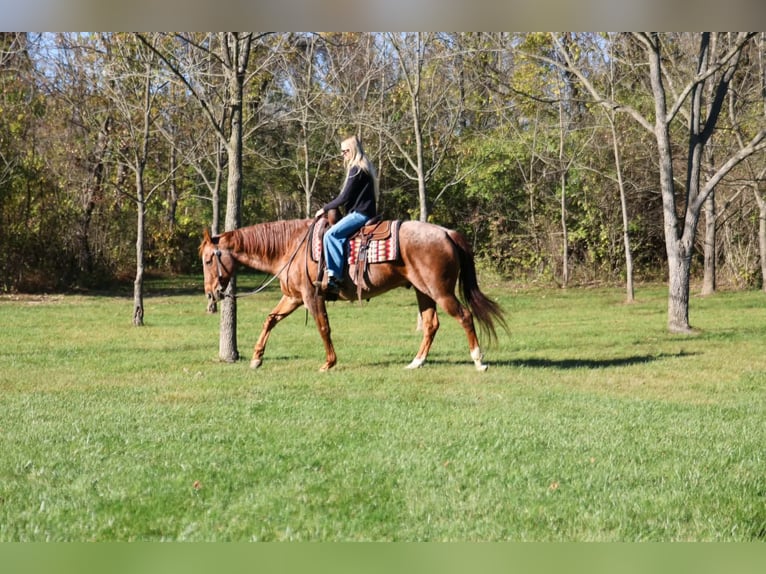 American Quarter Horse Ruin 7 Jaar Roan-Red in Beaver Springs