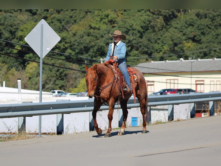 American Quarter Horse Ruin 7 Jaar Roan-Red in Clarion