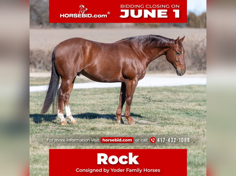 American Quarter Horse Ruin 7 Jaar Roan-Red in Harwood