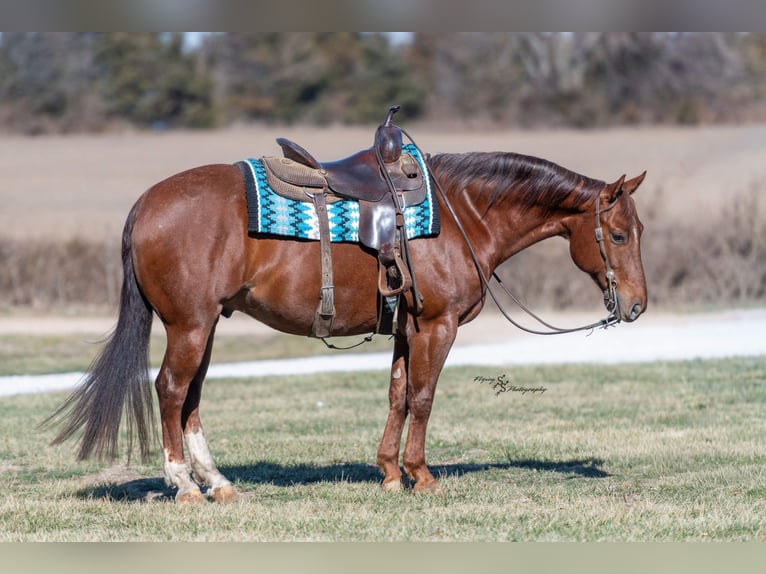 American Quarter Horse Ruin 7 Jaar Roan-Red in Harwood