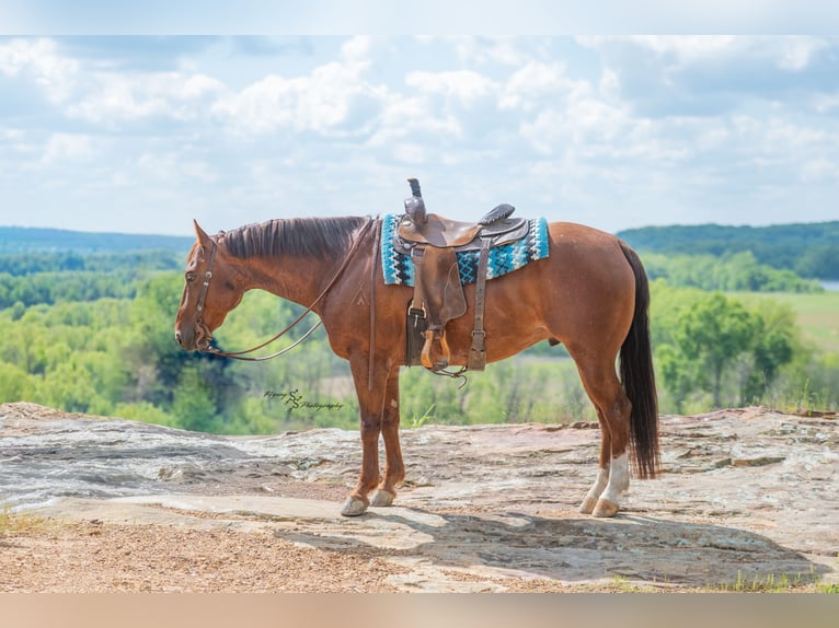 American Quarter Horse Ruin 7 Jaar Roan-Red in Harwood
