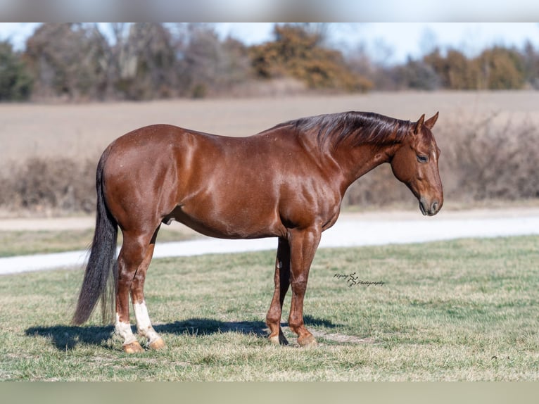 American Quarter Horse Ruin 7 Jaar Roan-Red in Harwood