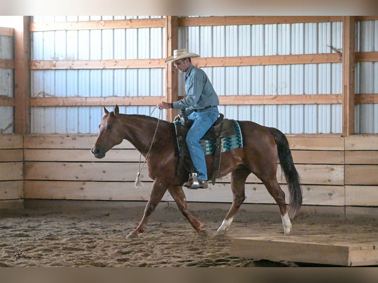 American Quarter Horse Ruin 7 Jaar Roan-Red in Harwood