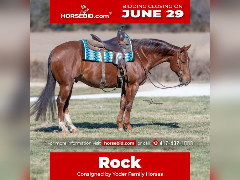 American Quarter Horse Ruin 7 Jaar Roan-Red in Harwood