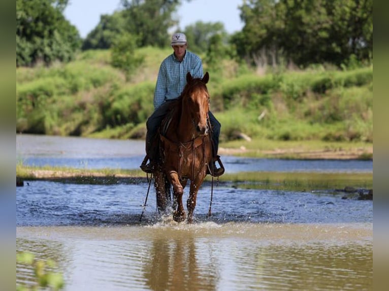 American Quarter Horse Ruin 7 Jaar Roan-Red in Stephenville