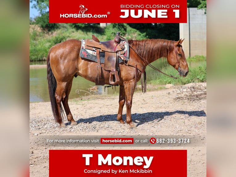 American Quarter Horse Ruin 7 Jaar Roan-Red in Stephenville