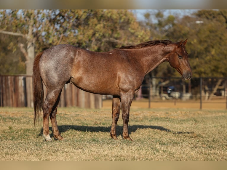 American Quarter Horse Ruin 7 Jaar Roan-Red in Stephenville