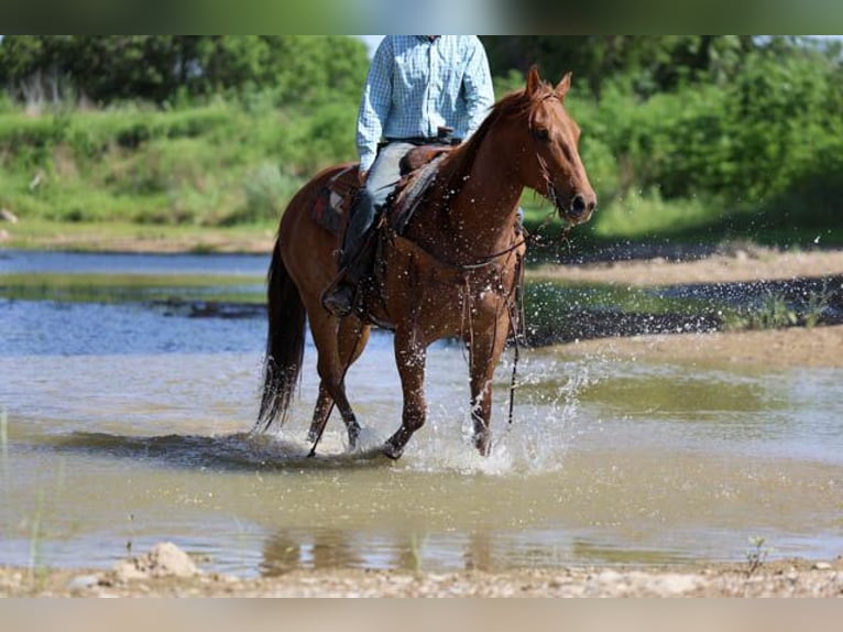 American Quarter Horse Ruin 7 Jaar Roan-Red in Stephenville